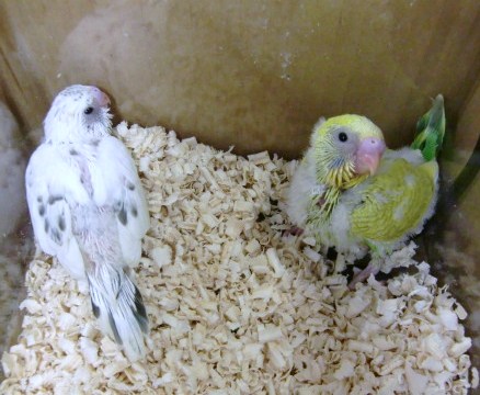 堺市 高級セキセイインコ販売 ペットショップ 癒 いやし 大阪府堺市から おすすめ商品の入荷販売情報を発信